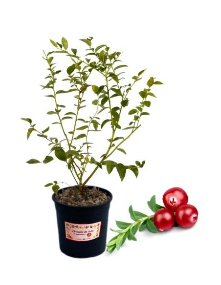 Amerikanische Cranberry 5-Liter-Glas