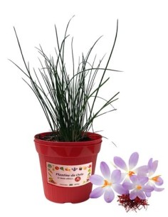 Crocus - Zafferiano dei Poveri Vaso diametro 14
