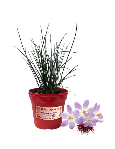 Crocus - Zafferiano dei Poveri Vaso diametro 14