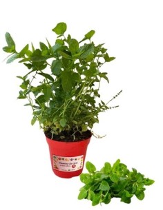 Mentuccia Romana Vaso diametro  14