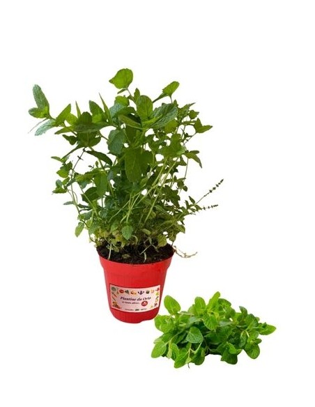 Mentuccia Romana Vaso diametro  14