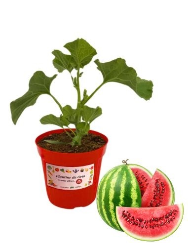 Veredelte Wassermelone, Topfdurchmesser 14