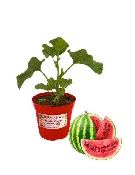 Veredelte Wassermelone, Topfdurchmesser 14