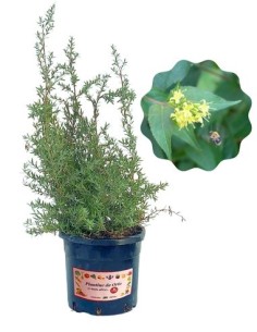 Pianta Mellifera per Api e Farfalle Diervilla Rivularis...