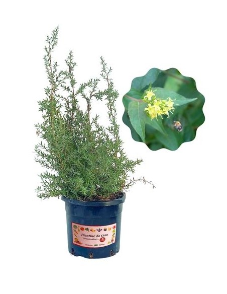 Pianta Mellifera per Api e Farfalle Diervilla Rivularis Vaso 2 L