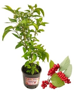 Schisandra - Bacca dei Cinque Spori