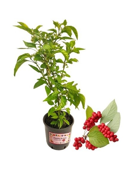 Schisandra - Bacca dei Cinque Spori 
