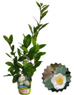 Teepflanze – Camellia sinensis Topf 14