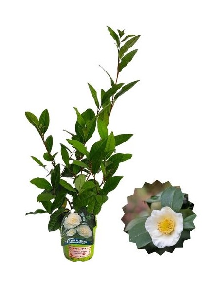 Pianta del The - Camellia Sinensis Vaso 14