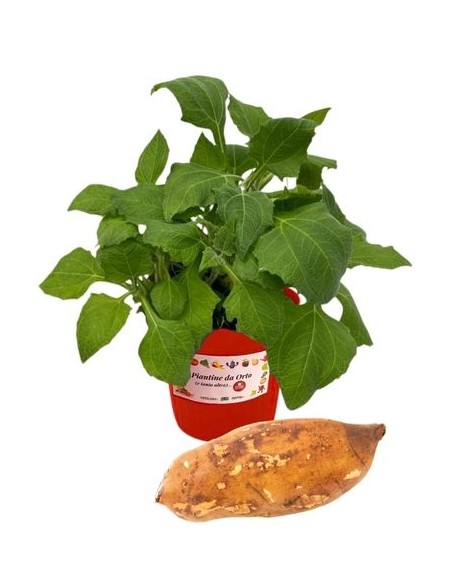 Yacon - Carota Dolce - Smallanthus Sonchifolius Vaso 14