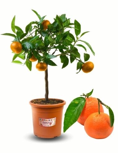 Clementinenpflanze