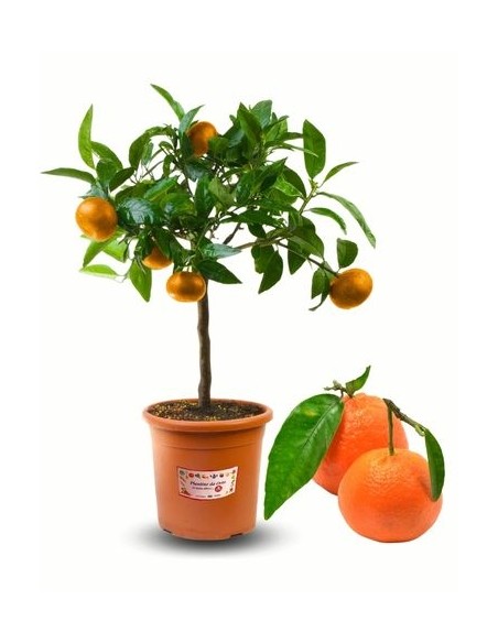 Pianta di Clementine