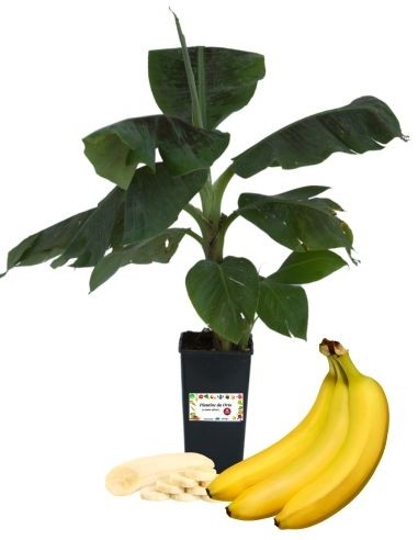 Banane