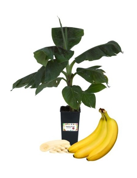 Banano