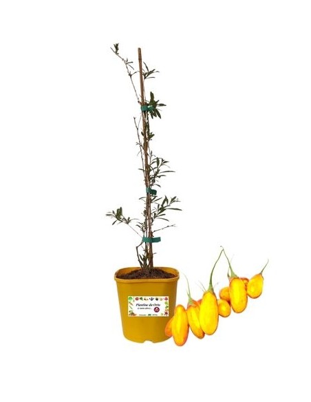 Goji Amber Sweet (giallo)