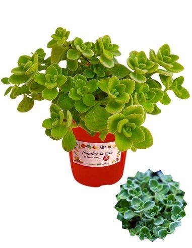Kubanischer Oregano, Topf mit 14 cm Durchmesser