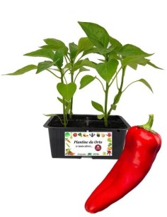 Peperone corno rosso vaschetta da 4 piantine