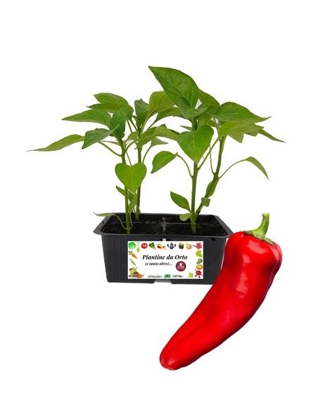 Peperone corno rosso vaschetta da 4 piantine