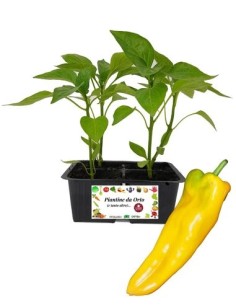 Peperone corno giallo vaschetta da 4 piantine 