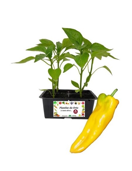 Peperone corno giallo vaschetta da 4 piantine 