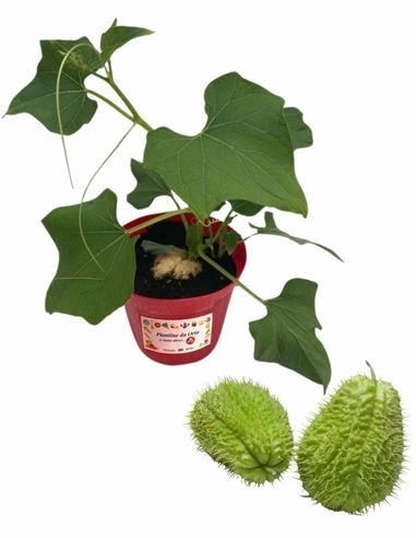 Stachelkürbis