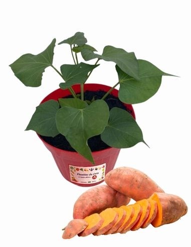 Patata dolce Batata