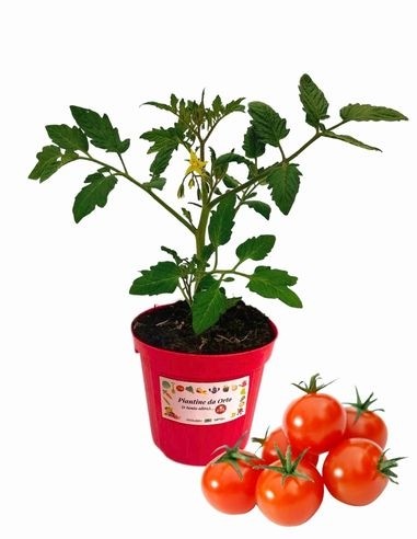 Die Tomatensorte „Bon Bon“ wurde in einem Topf...