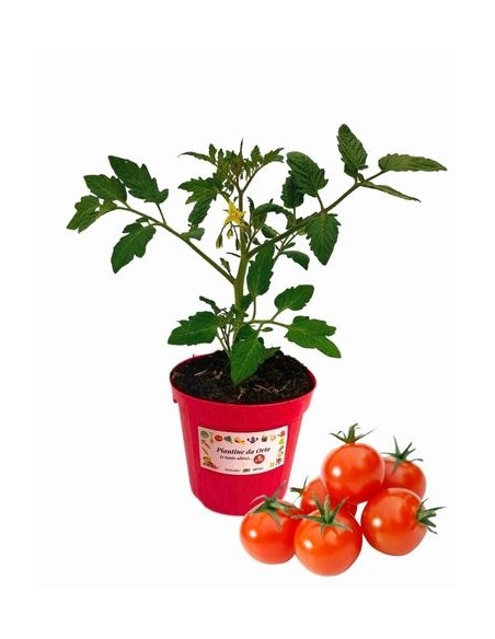 Die Tomatensorte „Bon Bon“ wurde in einem Topf mit 14 cm Durchmesser veredelt.