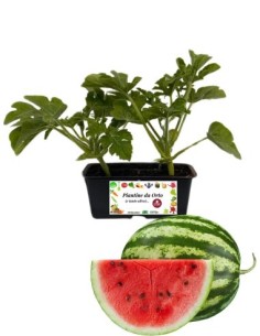 Wassermelonen-Packung mit 4 Pflanzen