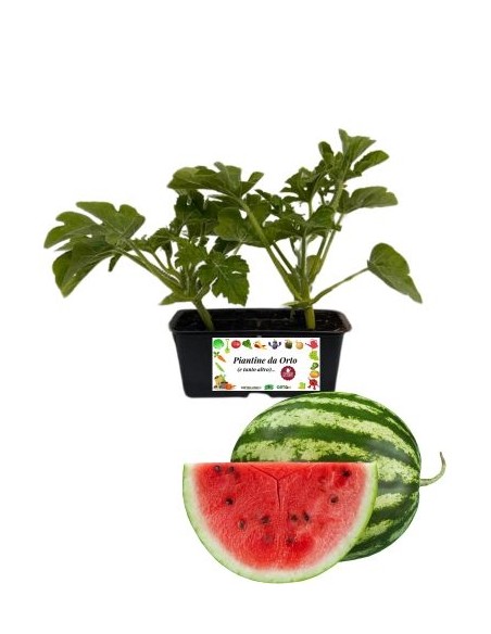 Wassermelonen-Packung mit 4 Pflanzen