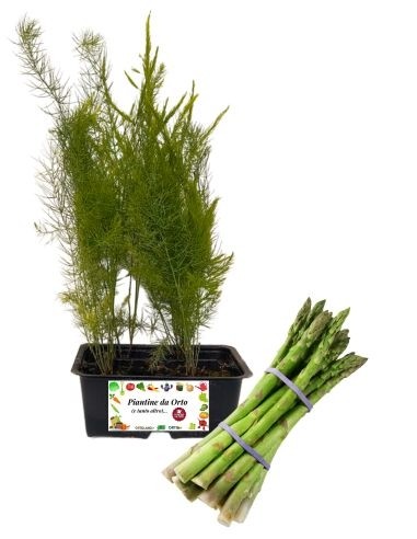 Spargelpackung mit 4 Pflanzen