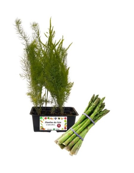 Asparago pack da 4 Piantine