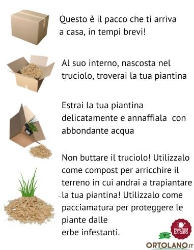Asparago pack da 4 Piantine