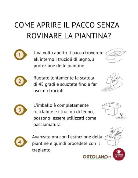 Asparago pack da 4 Piantine