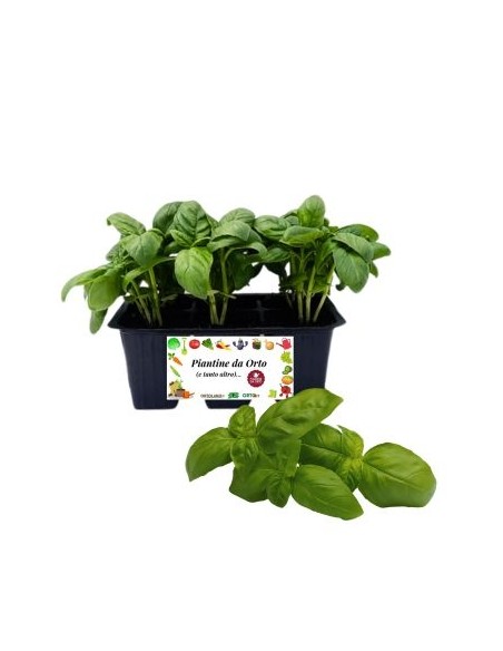 Basilico pack da 6 Piantine