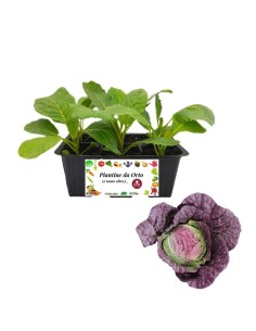 Verza Moretta pack da 6 Piantine