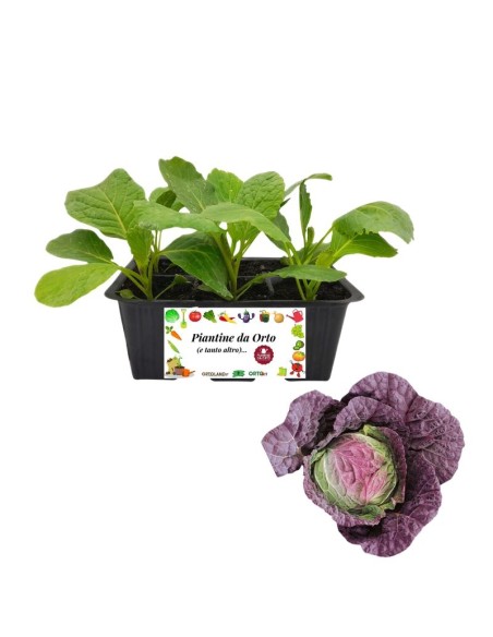 Verza Moretta pack da 6 Piantine