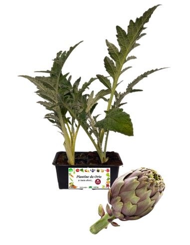 Carciofo 4 Piantine