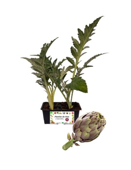 Carciofo pack da 4 Piantine