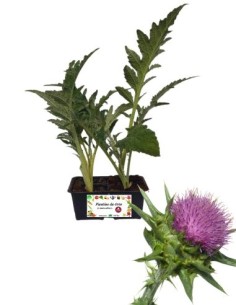 Cardo pack da 4 Piantine