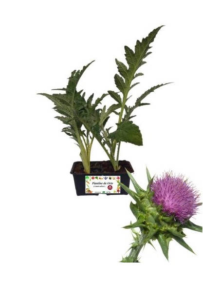 Cardo pack da 4 Piantine