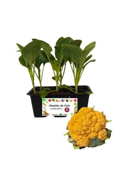Cavolfiore Arancione pack da 6 Piantine
