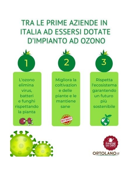 Cavolfiore Arancione pack da 6 Piantine