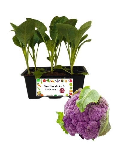 Lila Blumenkohl, 6er-Packung Setzlinge