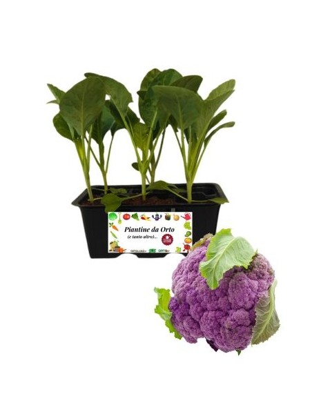 Lila Blumenkohl, 6er-Packung Setzlinge