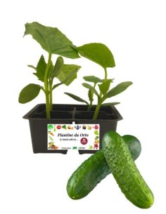 Cetriolo pack da 4 Piantine