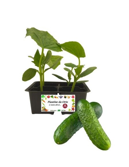 Cetriolo pack da 4 Piantine