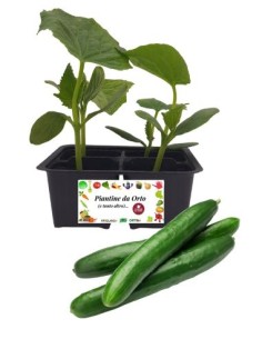 Cetriolo Digeribile pack da 4 Piantine