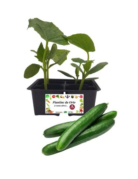 Cetriolo Digeribile pack da 4 Piantine