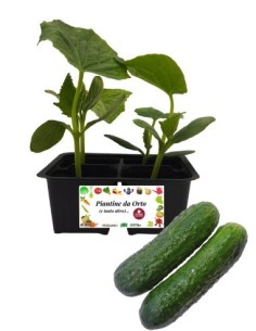 Cetriolo Sottaceto pack da 4 Piantine